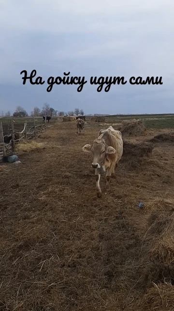 Коровушки сами спешат на дойку | только надо крикнуть #деревня #молоко #корова #юмор смотреть онлайн