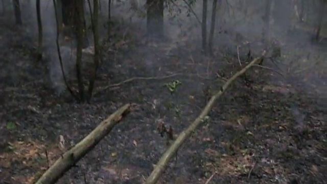 Пожар в Косинском Заповеднике смотреть онлайн