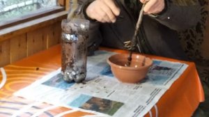 3 ошибки допущенные мной при размножении яблони без черенков и прививок