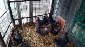 Стоит ли заводить Доминантов? Реальная правда о яйценоскости и характере