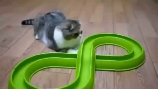 Видео про котиков