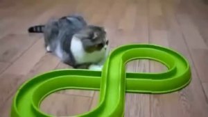 Видео про котиков