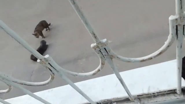 Орущие коты смотреть онлайн