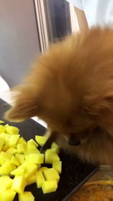 Когда услышала, что тебя назвали тунеядкой🐶.                            #прикол #смешнойшпиц #шпиц