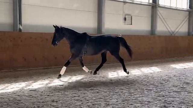 Кобыла Лапа