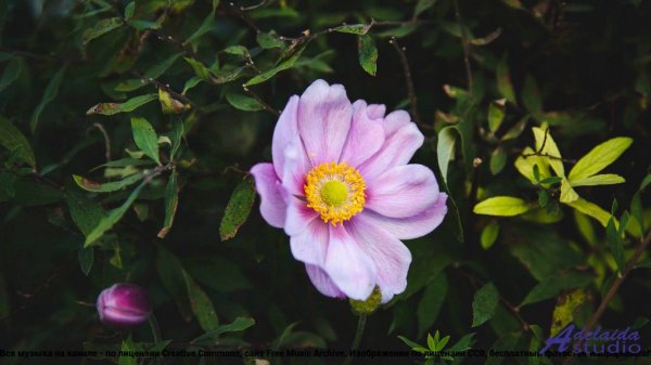 ☞ ❤ ♫ Клип, перевернувший индустрию - Free rap trap type instrumental lowkey -- MOHMOHRAP -- Studio.