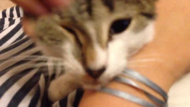 ПРИКОЛ: кошка Сара мурчит / FUNNY meow by Sara cat смотреть онлайн