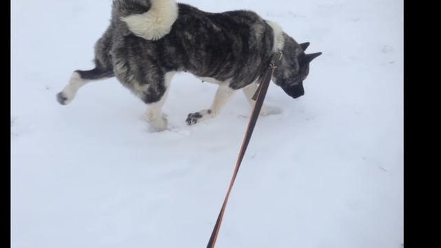 С Днём Рождения Мотя!❤️ смотреть онлайн