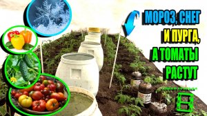 ЗАМОРОЗКИ И СНЕГ, КАК ОТРАБОТАЛА ПРОТИВОМОРОЗНАЯ СИСТЕМА НА ТОМАТАХ И ОГУРЦАХ? ЭКО-САД ВЫХОДНОГО ДНЯ