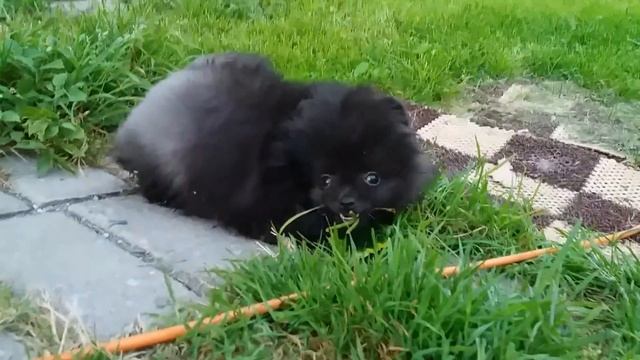 Голубое чудо