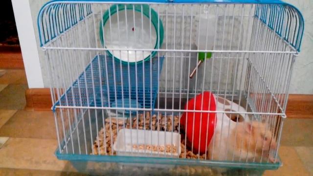 Мой хомяк!🐹