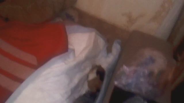 Смешные морские свинки смотреть онлайн