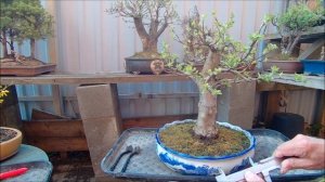 Бонсай открытая книга от А до Zють утолщение ствола яблоня весна 2025 год 52 часть