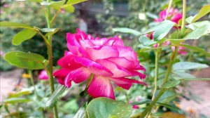 Розы плохо перезимовали? Давайте им поможем)