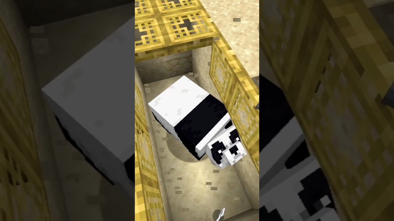 Панда больше не ворует мой банбук #shorts смотреть онлайн