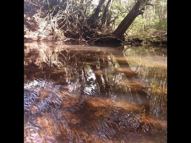 Little Red Flying Foxes Upclose