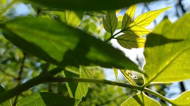 Я убеждён, что душа каждого человека радуется, когда он делает добро другому. Т. Джефферсон