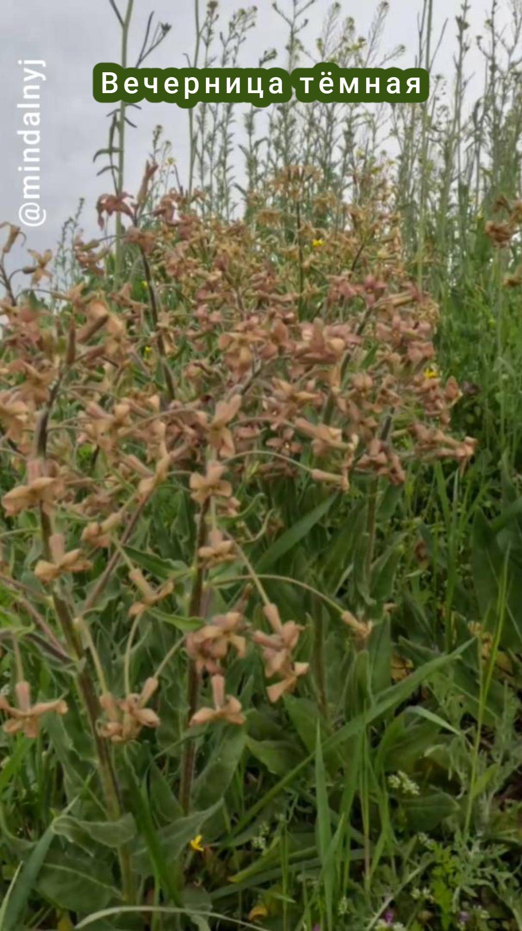 Вечерница тёмная (гесперис тёмный) смотреть онлайн
