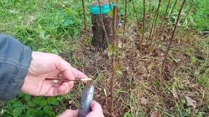 Прививка яблони (улучшенная копулировка) на поросль.