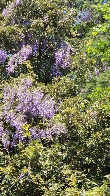 Глициния в диком лесу.... смотреть онлайн