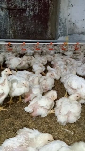 Day 28 Broilers #broilerfarm #harvesting смотреть онлайн