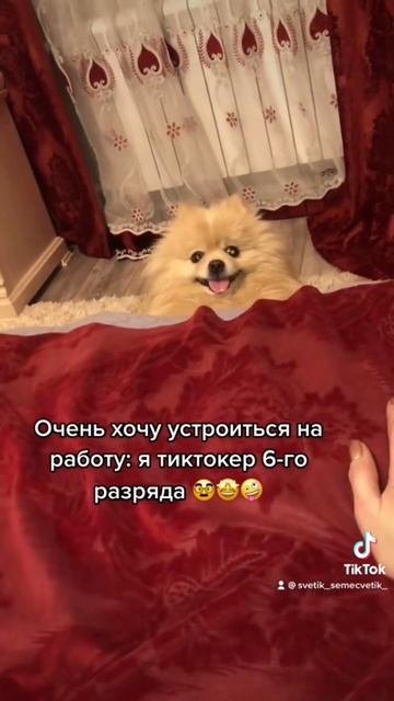 Шпиц Лакки пришёл устраиваться на работу 😍😂