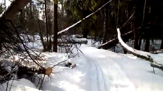 Солнышко над Лосиным островом(последний отрезок дороги до Акуловского ручья) смотреть онлайн