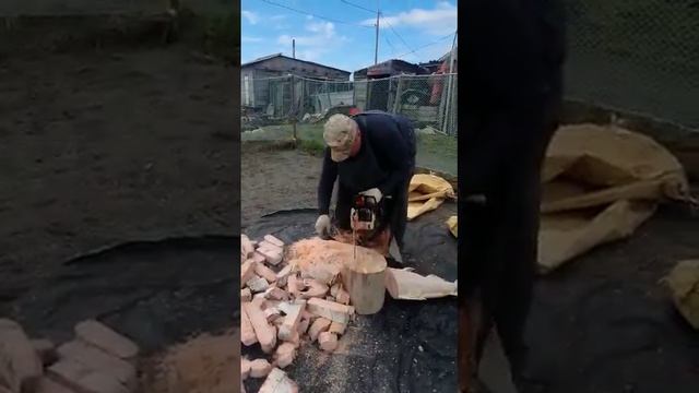 На Камчатке садят картофель с деликатесной рыбой. смотреть онлайн