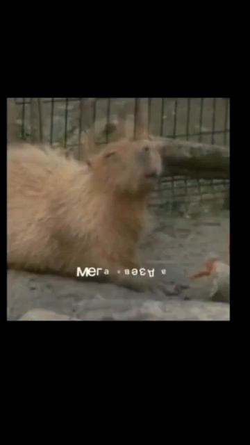 капибара топ!!!!!!!!!!!!!!!!!!!!!!!!!!!!!!!!!!!!!!!!!!!!!!!!!!!!!!!!!!!!!!!!!!!!!!!!!!