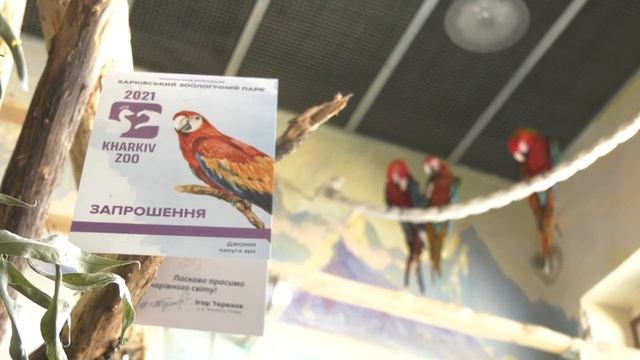 Джонни, попугай ара, очень ждёт тебя в Харьковском зоопарке! (2) смотреть онлайн