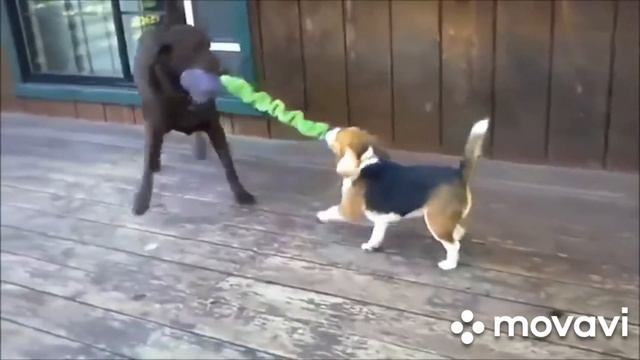 Приколы про собак 2021 Ну очень Смешные собаки Приколы с собаками Собаки