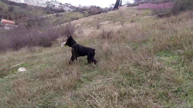 Просторы Куликовы.Прогулка Роман-Кош Хьюго Баскервиль.26.22.23. Севастополь