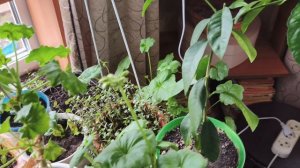 Весь день дома,цветы,рассада.