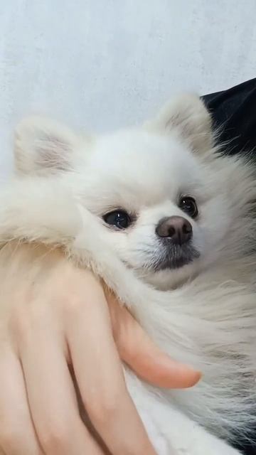 Злой шпиц Арчик