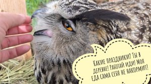 Сове филину Ёлке сегодня 11 лет! Но сове совершенно не до этого. С Праздником 1 мая!