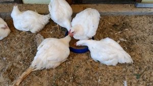 Почему ваши бройлеры растут медленно? Секреты ускоренного выращивания в домашних условиях