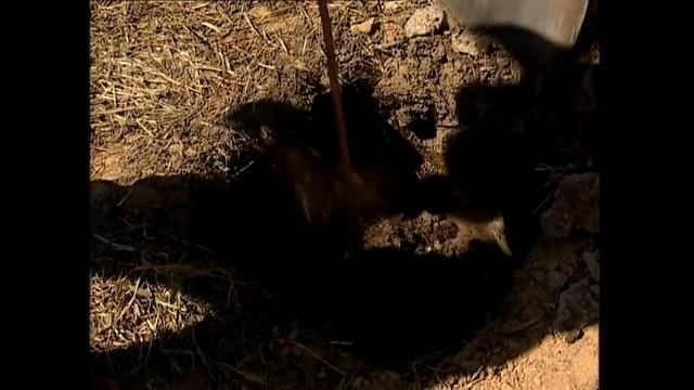 Черешневый лес. Сезон 2009. Part 3 смотреть онлайн