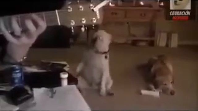 Собака прикольно танцует! смотреть онлайн