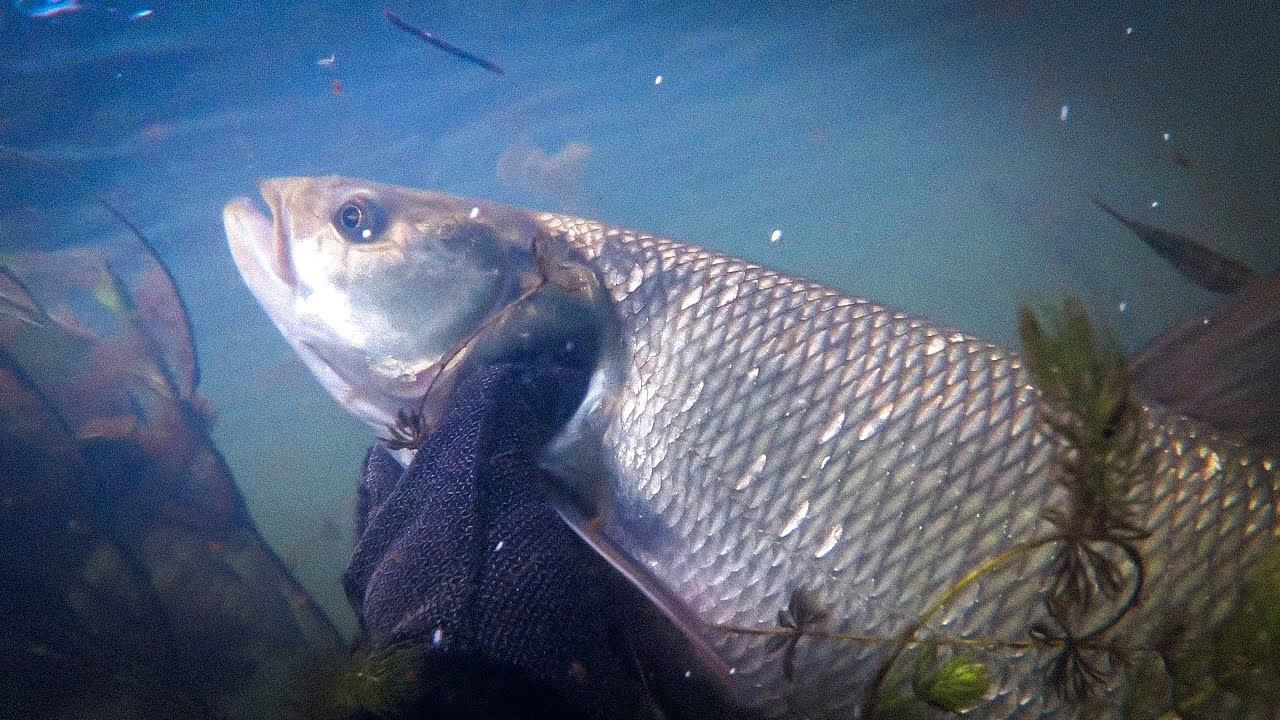 Нежданный трофей