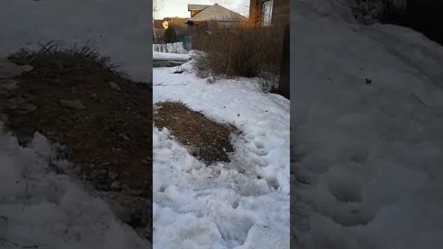 Мега прикол!!!! Джек рассел смотреть онлайн