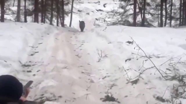 Кабан атакует! Прикол на охоте! смотреть онлайн