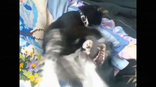 ПРИКОЛЫ / КОШКИ / КОТ / КОТЯТА смотреть онлайн