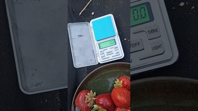 Клубника Мармелада Онебор обзор. Полный каталог сортов в Вацап +79777060610