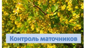 Вывод сверхранних маток. Контроль маточников.