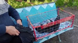 💥 ПРОДАЖА 💥 СУПЕР голубов по 1 рублю 😎 ДНР📞+79494406619