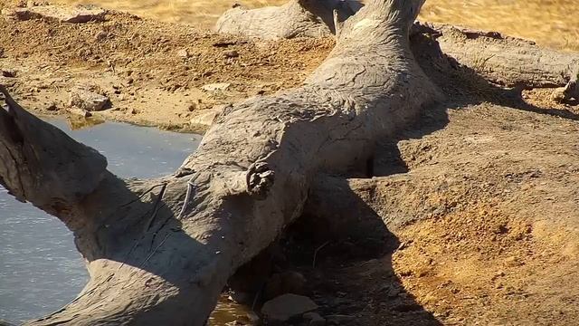 Djuma: Slender Mongoose - 14:28 - 08/26/19