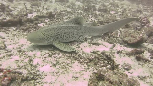 Zebra Shark (Leopard Shark) on Tachai Pinnacle. Camera: Branko Milovanovic смотреть онлайн