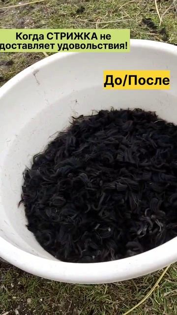#друг#собака#стрижка#пëс смотреть онлайн