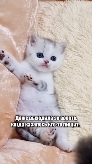 Мистическая история о КОТЕ от подписчицы #кот #коты #shorts