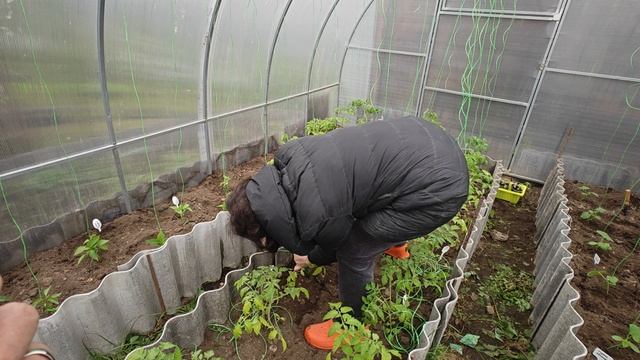 ВЫСАЖИВАЕМ Рассаду Огурцов в теплицу..